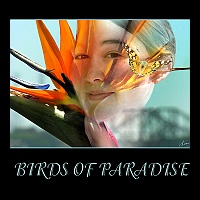 BIRDS OF PARADISE